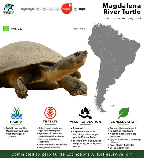 Magdalena River Turtle - Turtle Survival Alliance