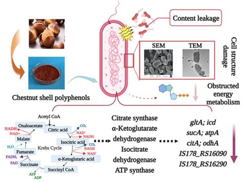 Chestnut Shell Polyphenols Inhibit the Growth of Three Food-Spoilage ...