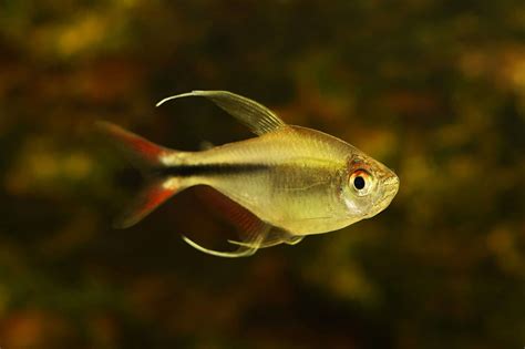 Tetra Fish Types: Guide to Types of Tetras (29 Species) - Fish Laboratory