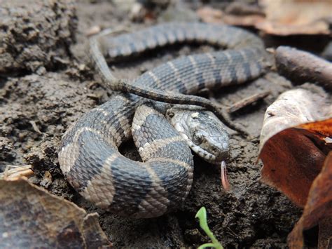 Northern Watersnake - PA HERP IDENTIFICATION