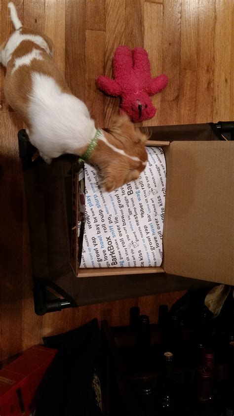 Barkbox Reviews: Is Barkbox worth it?