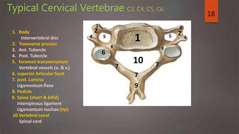 cervicalvertebra17-4-19-190528145645 (1).pdf