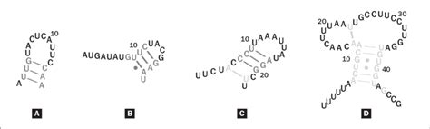 RNA Loop 的图像结果