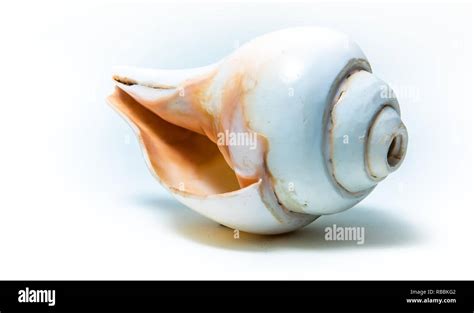 Conch Shell Removal 的图像结果