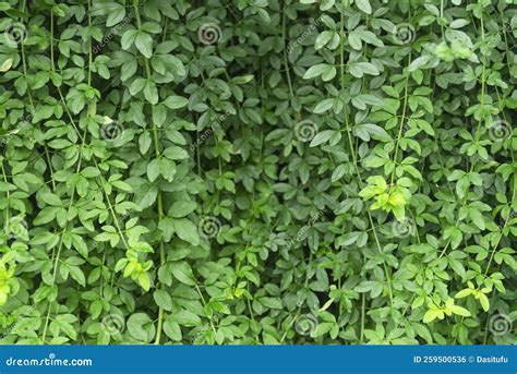 Green Vine with Leaves Background Stock Photo - Image of vine, vertical ...