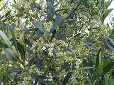 fiori di ulivo acqua e nutrienti per gli olivi in fioritura fiori di ulivo acqua e nutrienti per gli olivi in fioritura