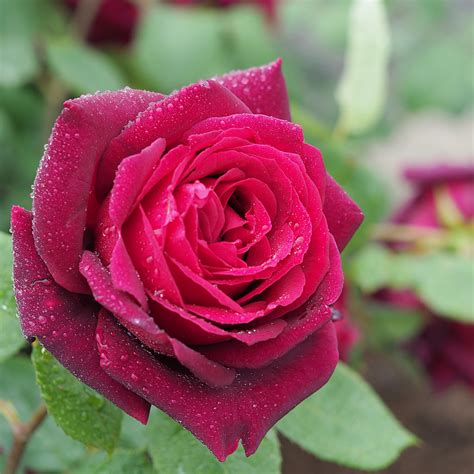 Oklahoma State Flower | Oklahoma Rose