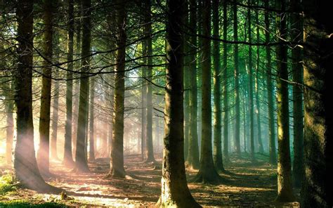 Image result for Forest Background