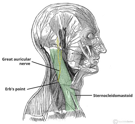 Posterior Auricular Nerve The Radiology Of Referred Otalgia | American
