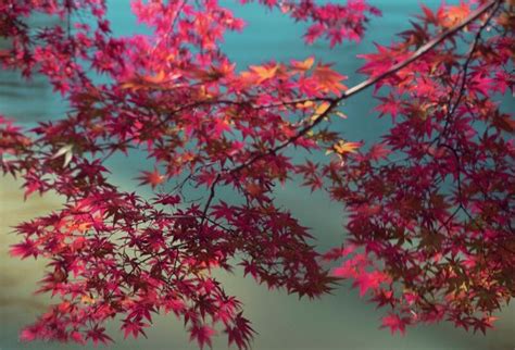 红枫树一年四季都是红的吗？-园林杂谈-长景园林网