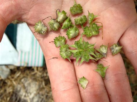 Bildergebnis für goathead thorns