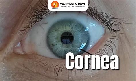 Cornea, Main Functions, Latest News