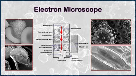 Image result for Electron Microscope Types