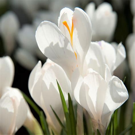 Rezultat imagine pentru Crocus Planting Guide