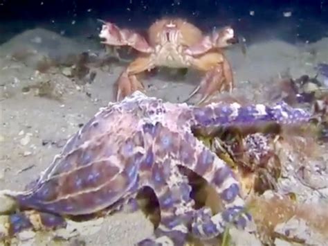 Image result for Blue-Ringed Octopus Eating