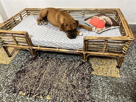 CANE CRAFTS Wooden Bamboo Cane Pet Bed For Dogs And Cats With Foam,One ...