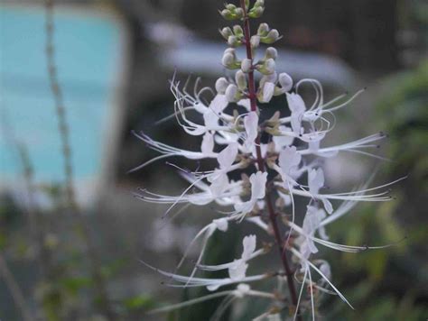 Image result for Bunga API Kucing