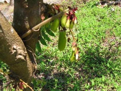 Skeldon Images - Vacation Pictures of Skeldon, East Berbice-Corentyne ...
