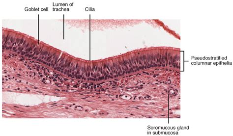Trachea: Anatomy | Concise Medical Knowledge