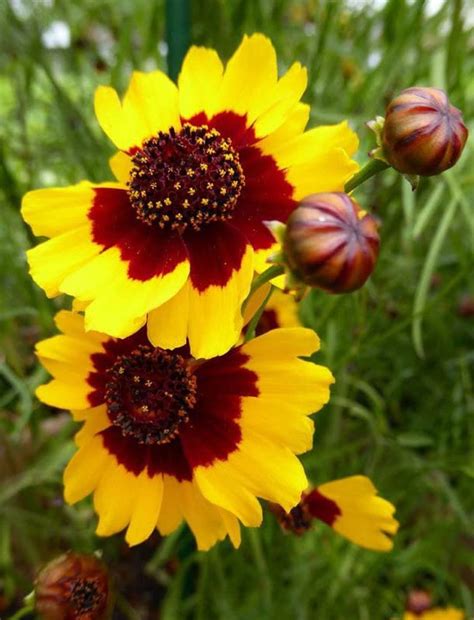 Ritz Farming® Coreopsis flower seeds | dark yellow with maroon center ...