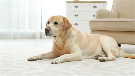 Specialized Senior Pet Care In Montclair, NJ | Montclair Veterinary ...