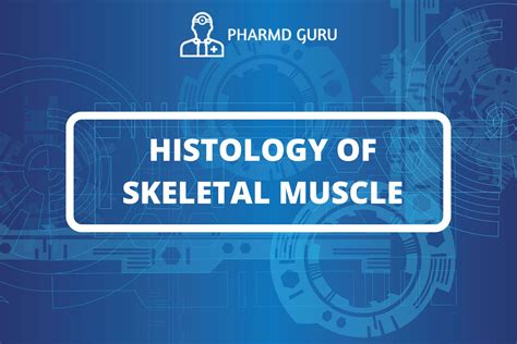 54. HISTOLOGY OF SKELETAL MUSCLE - PHARMD GURU