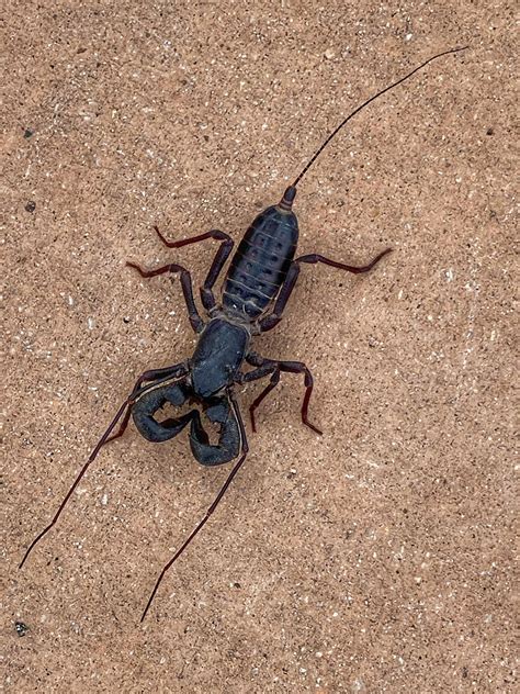 Vinegaroon, an acid-spraying cross between scorpion, spider, spotted at Big Bend National Park