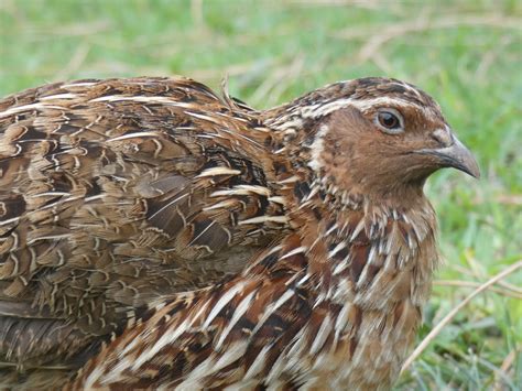 Coturnix Quails
