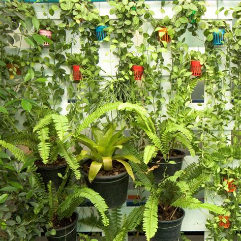 5 Best Plants For Vertical Garden | Low Maintenance Plants — Lazy ...