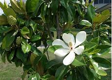 magnolia fiore tree flowers magnoliaceae magnolia fiore tree flowers magnoliaceae