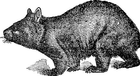 Hairy Nosed Wombat, vintage illustration. 13757212 Vector Art at Vecteezy