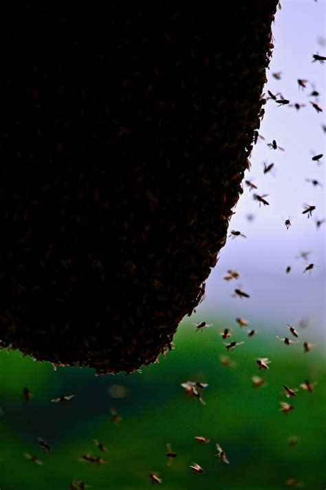 Honey Bees Beat Their Wings 200 Times per Second