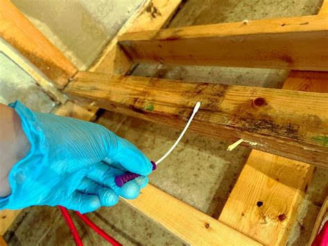 Image result for Mold Testing MA