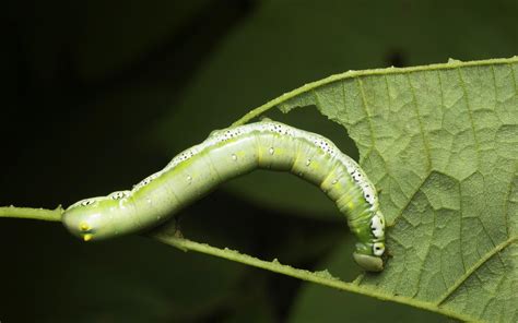 Buy This Habitat Jar That Lets You To Nourish A Caterpillar Until It ...