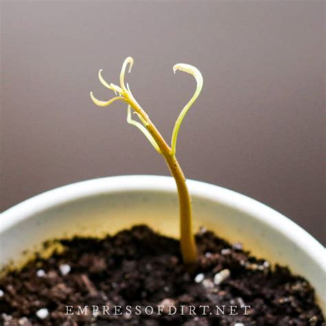 Image result for Mango Sprouting