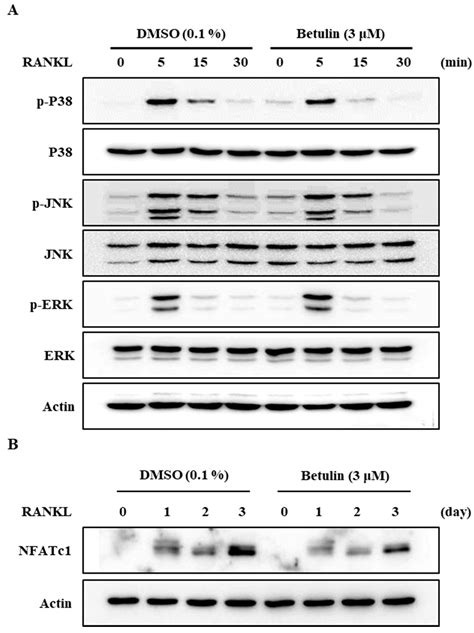 Betulin Suppresses Osteoclast Formation via Down-Regulating NFATc1