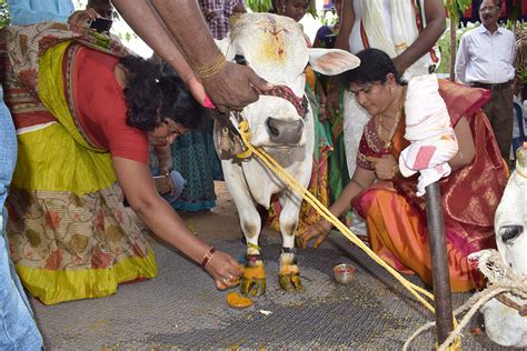 "Discover rare miniature cattle breeds like Micro Mini Cows, Punganur ...