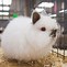 Image result for Black Bunny Rabbit Plush
