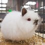 Image result for Cute Baby Rabbits in Black