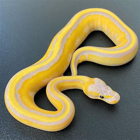 Image result for Axanthic Pied Ball Python