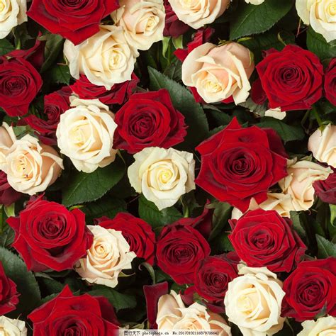 漂亮的玫瑰花朵图片大全 - 【花卉百科网】