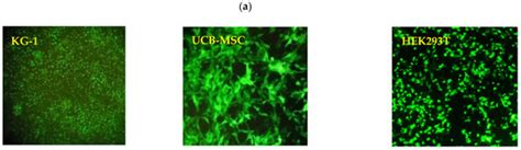 Vaccines | Special Issue : Advances in COVID-19 Vaccines Development