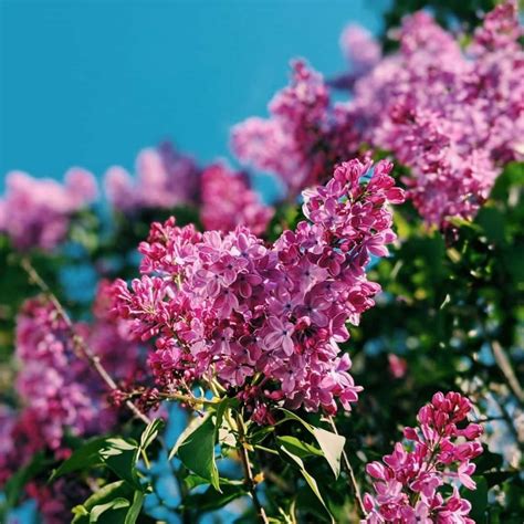 Lilac flower meaning, origins, and other interesting facts