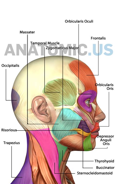 Muscles of Face - Anatomy Flashcards - Anatomic.us Muscles of Face - Anatomy Cards - Anatomic.us ...
