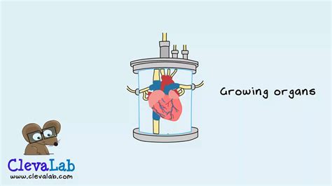 Growing organs stem cells organoids and 3d bioprinting – Artofit