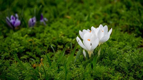 Download wallpaper 3840x2160 crocuses, flowers, petals, grass, macro 4k ...