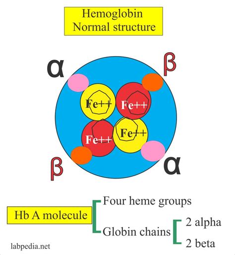 Image result for Normal Hemoglobin Structure