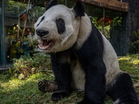 Pandas Beoite I Ngrá Giant Pandas No Longer Listed As Endangered