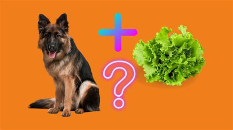 Can Dogs Eat Plain Lettuce at Becky Craig blog