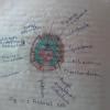 Draw a table and classify Plant Tissues and Animal Tissues. Draw the ...
